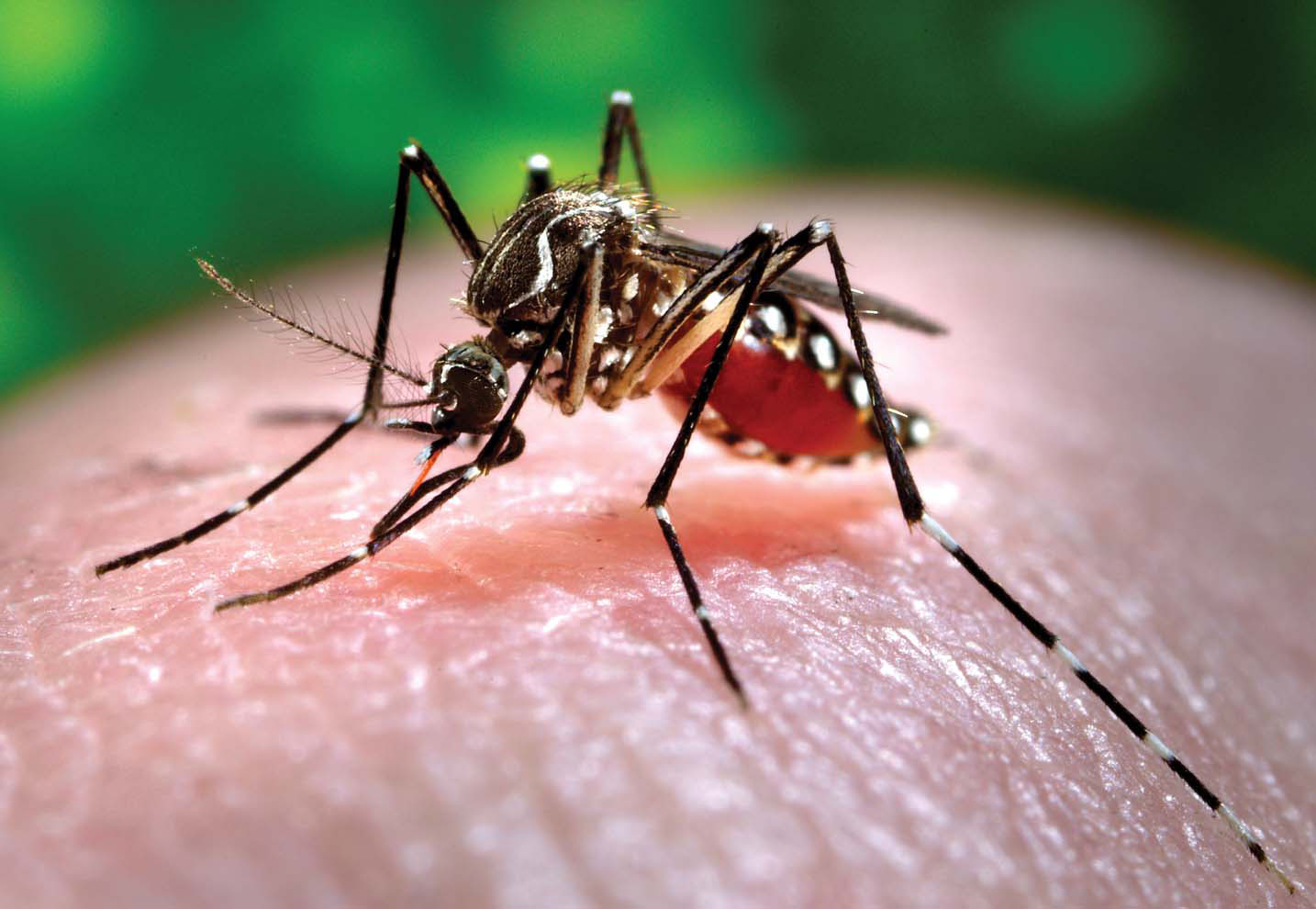 LSU AgCenter has five new public health entomology fact sheets